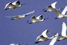 崇明东滩候鸟保护区天气