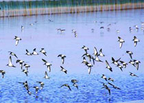 崇明岛东滩候鸟保护区