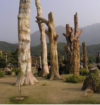 深圳仙湖化石森林
